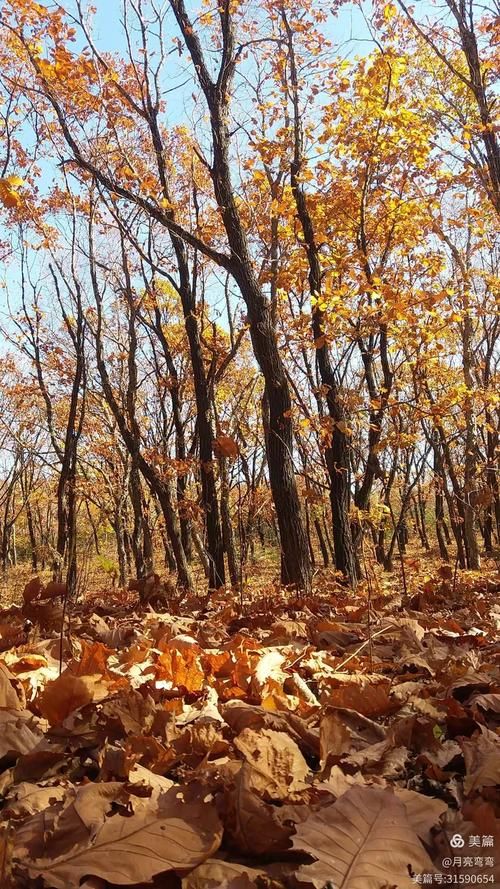 双鸭山：寒地林区屏障下的低感染样本解析_37537