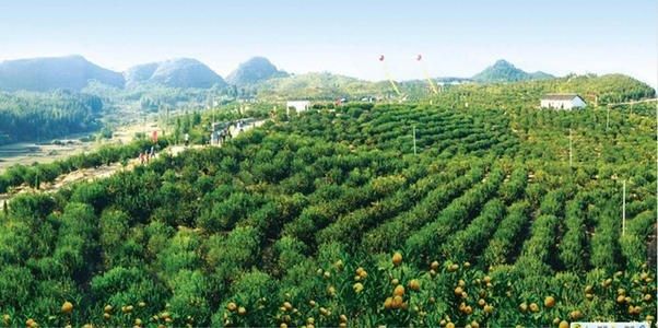 南丰蜜桔季的防疫考：一座农业县城的疫情承压逻辑