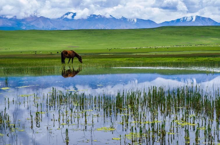 门源：高原花海间的防疫屏障与破防时刻