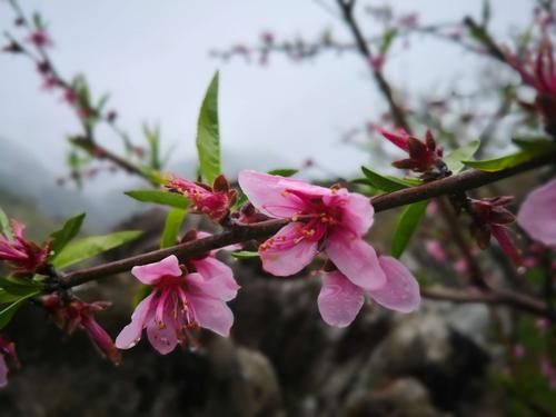 翁源：粤北生态屏障下的低感染样本解析_33735