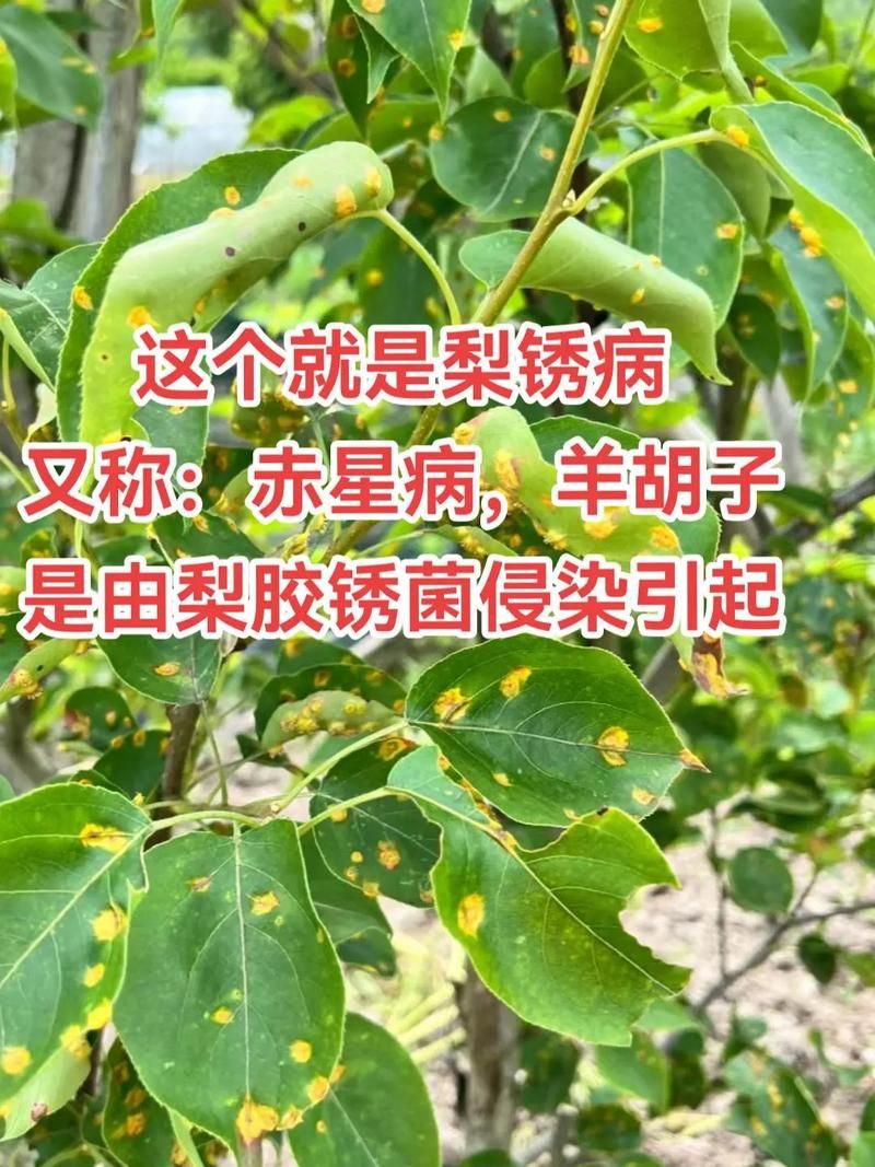 梨树县新增1例无症状感染者 梨树县疫情防控最新通报_29177