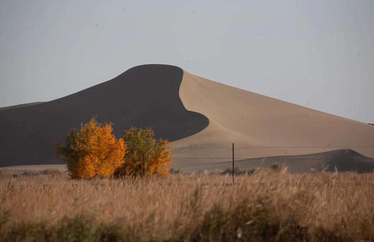 麦盖提：塔克拉玛干边缘的零感染绿洲_7230