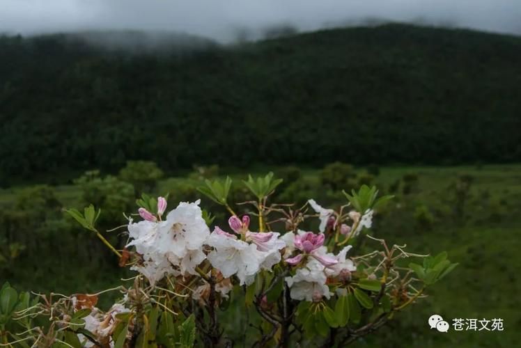 花溪区:高原坝子上的防疫压力与地理屏障