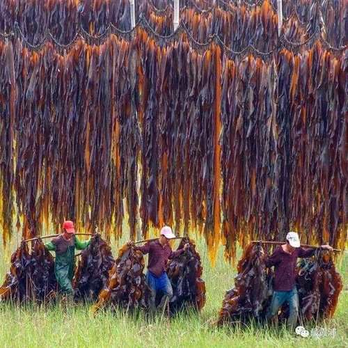 霞浦滩涂上的防疫破口:沿海渔港的疫情溯源