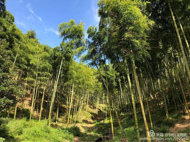 安吉竹海屏障下的零感染坚守:地理优势如何筑起防疫高墙?