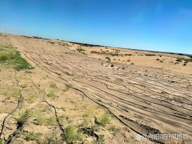 中卫:沙漠绿洲的防疫屏障与输入性破防