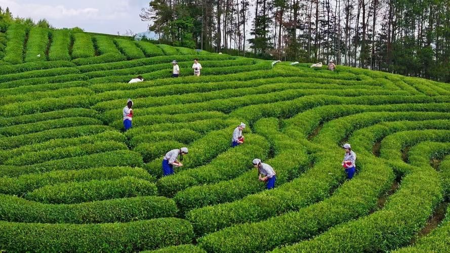 【泰顺：浙南山城屏障下的零感染坚守】