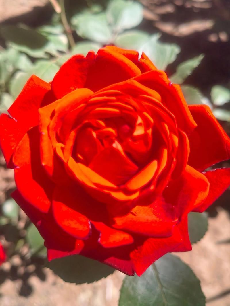 2022年8月14日囊谦县新增确诊病例情况