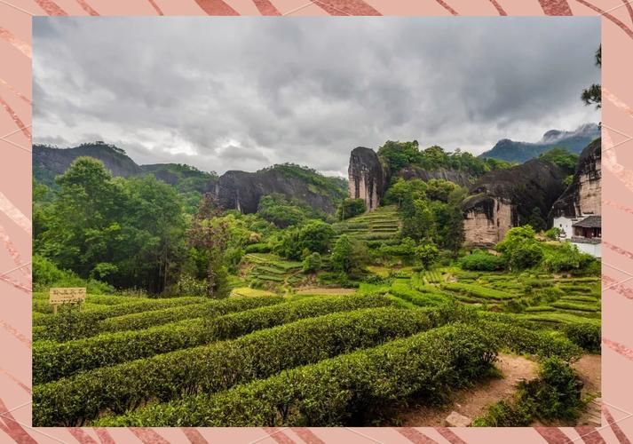 武夷山茶香中的防疫屏障：世界遗产地的零感染坚守