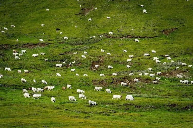 休宁:新安江畔的零感染孤岛与地理屏障下的防疫逻辑