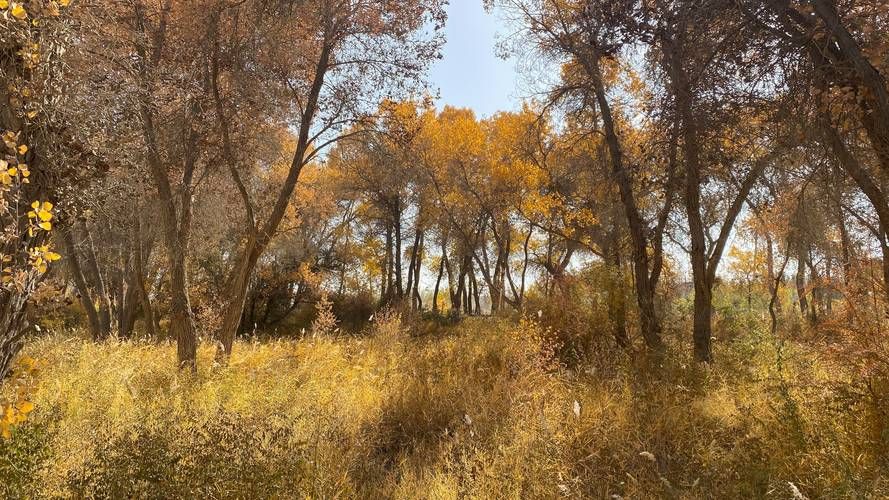 泽普金湖杨下的静默:南疆小城如何守住零感染防线?