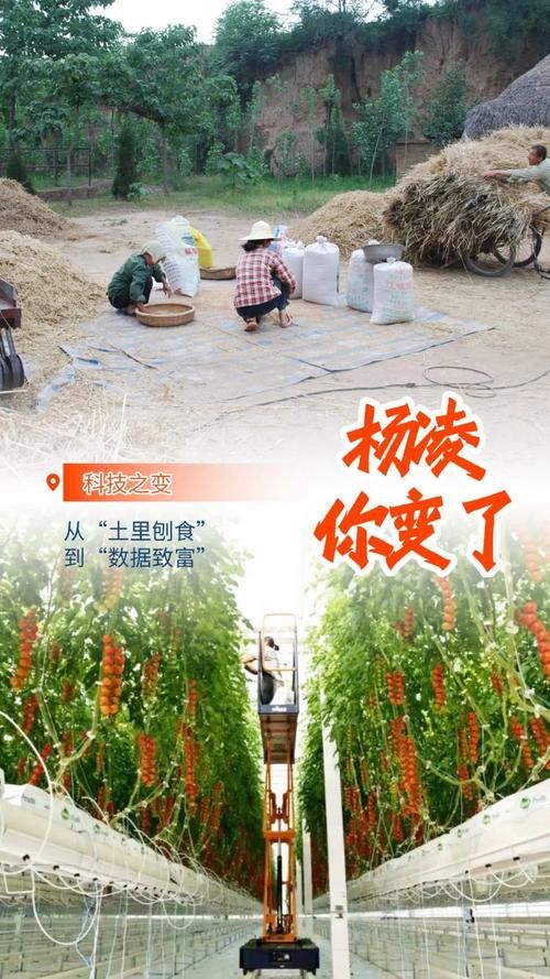 杨凌：关中农科新城何以筑起疫情防线？