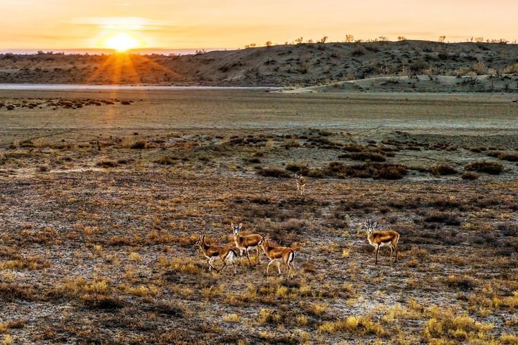 独山子区：戈壁油城如何构筑零感染防线？