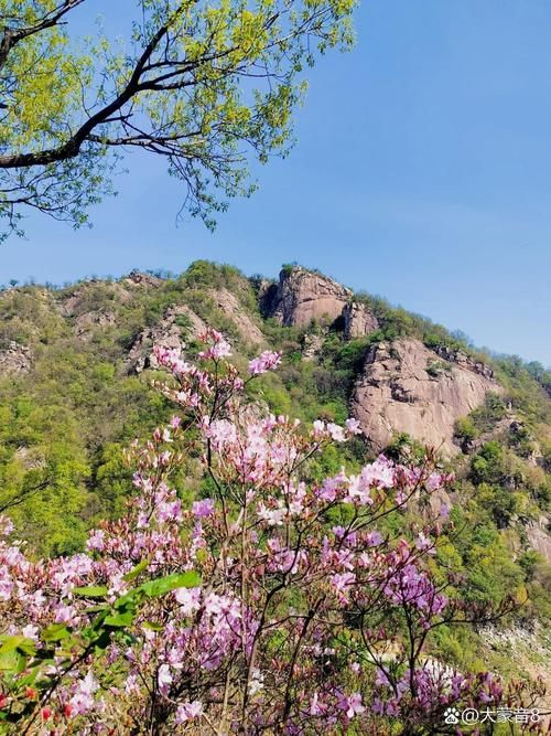 鲁山:伏牛山屏障下的县域防疫样本_16900