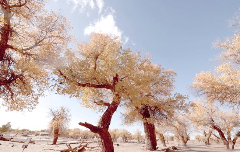 边陲绿洲的零感染坚守：额济纳旗胡杨林屏障下的静默战疫