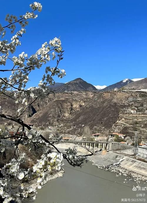 金川梨花下的防疫坚守:高原河谷如何阻断病毒传播链?
