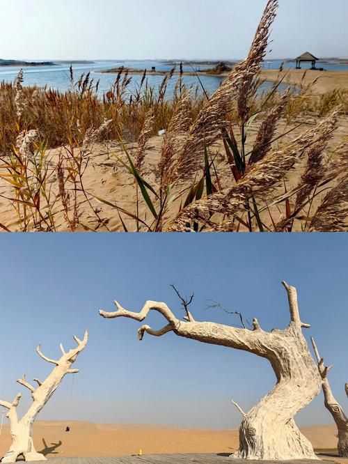 乌海市辖区：黄河岸边的防疫壁垒如何筑成？