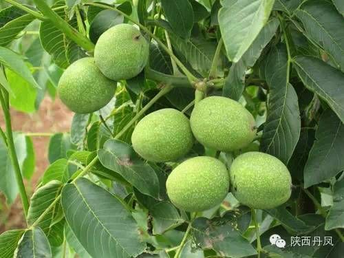 丹凤:秦岭屏障下的疫情数据与防控逻辑