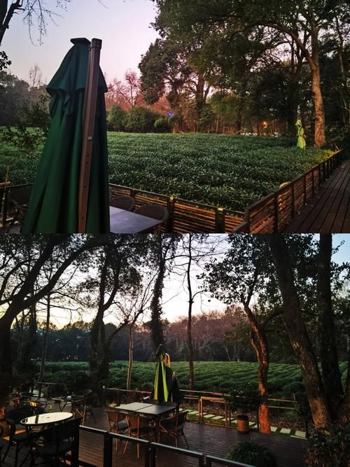 龙井茶山间的静默:高海拔村落如何构筑零感染防线?