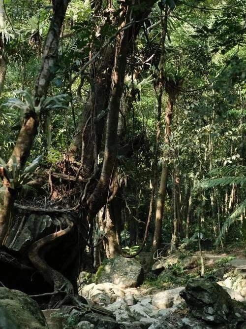 白沙黎族自治县：热带雨林屏障下的零感染坚守
