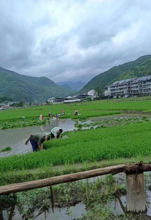 丽水山区屏障下的零感染坚守：地理优势如何筑起防疫孤岛？