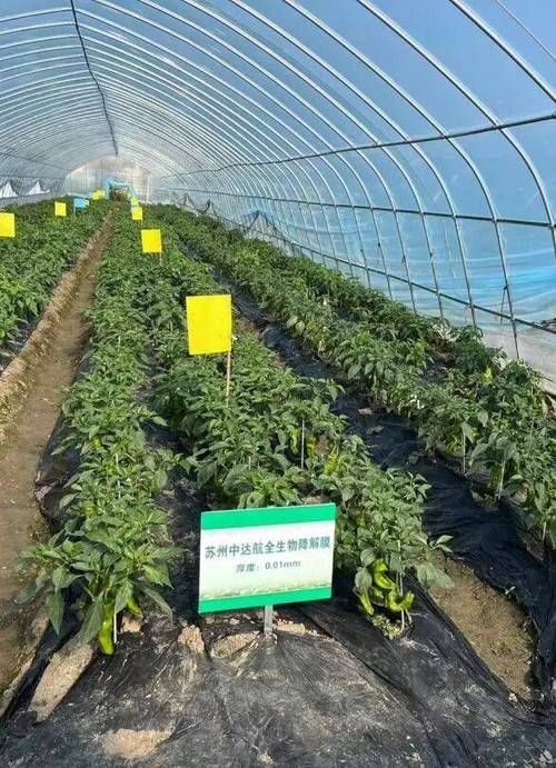 寿光蔬菜动脉下的疫情阻击战：一座农业重镇的防控样本