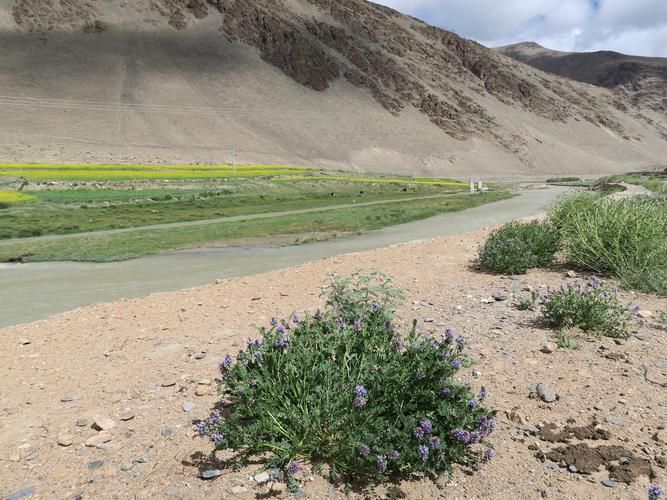高原屏障下的零感染坚守:白朗县防疫地理优势解析_34874