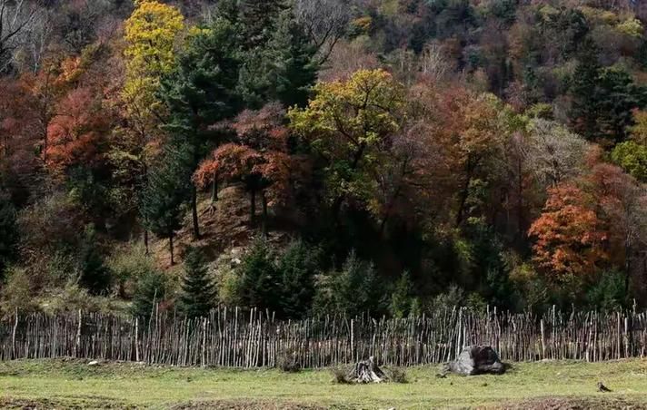 带岭区：小兴安岭屏障下的低感染样本