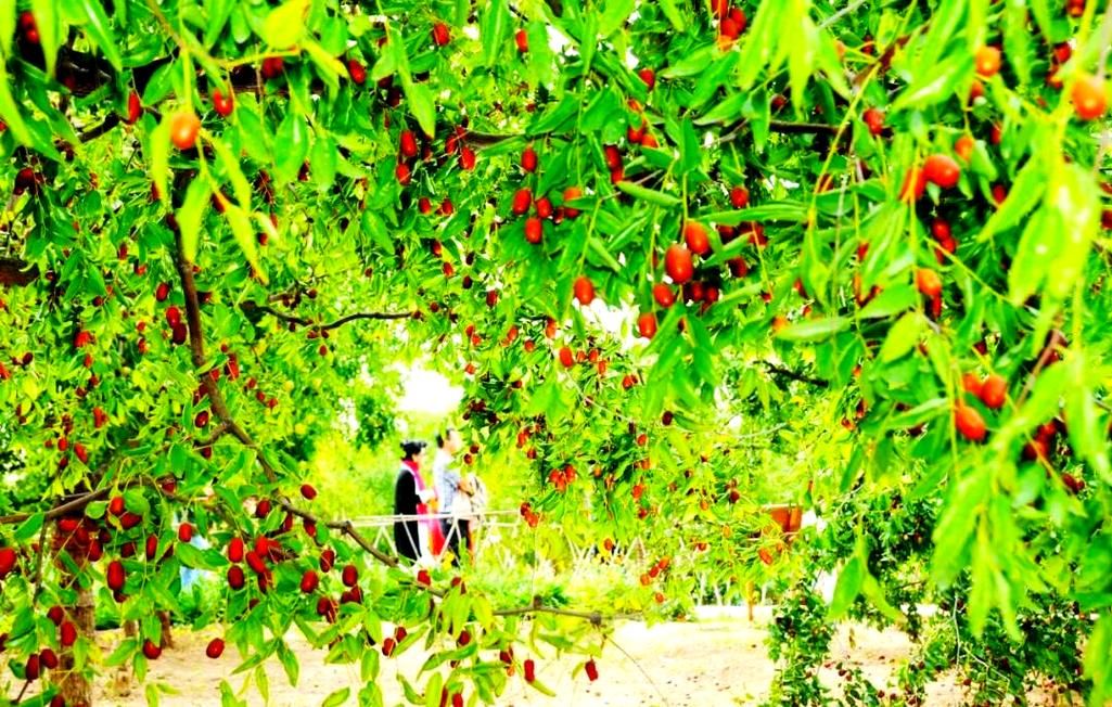 【乐陵金丝小枣之乡的静默防线：低感染率背后的地理屏障】