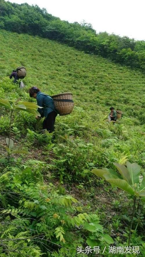 安化茶山屏障下的零感染坚守：地理优势如何隔绝病毒传播