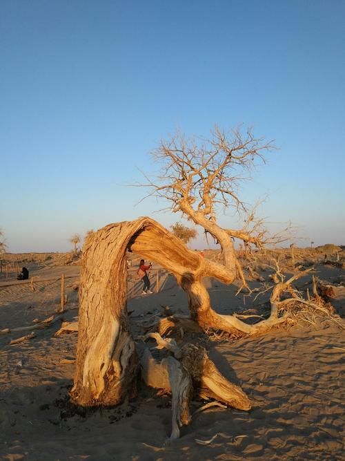 白沙黎族自治县：热带雨林屏障下的零感染坚守_53206