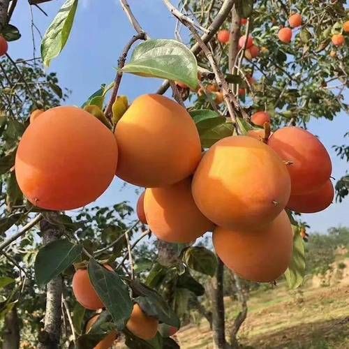 富平：关中平原上的县域防疫样本