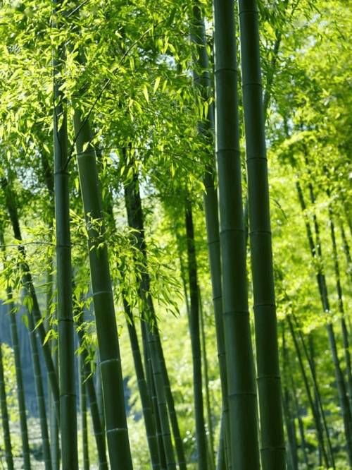 【安吉竹海屏障下的零感染坚守：生态隔离与精准防控的县域样本】