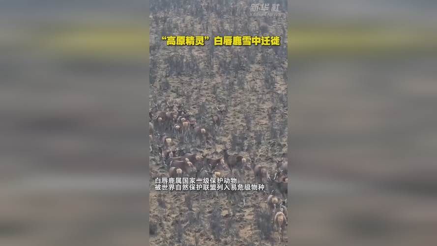 【德格：高原屏障下的零感染坚守与防控逻辑】