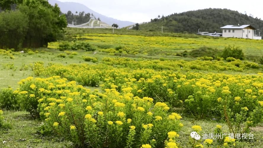 乌当区疫情溯源：高原坝子地形如何影响病毒传播路径？