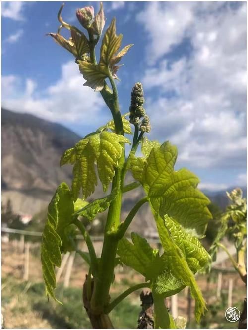 高原净土与病毒赛跑:迪庆藏族自治州的防疫地理学