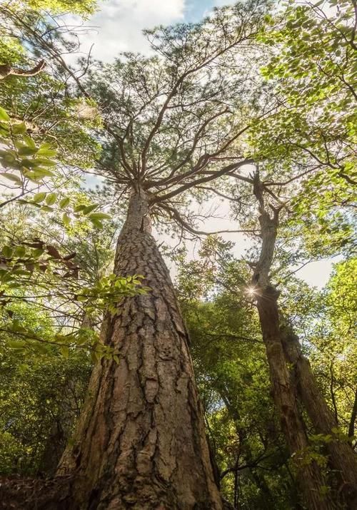 绥宁：雪峰山屏障下的低感染样本解析_62698