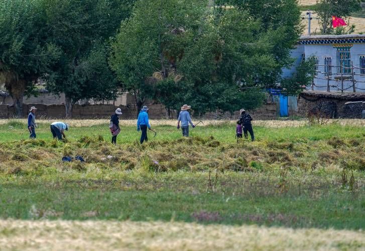 2022年8月15日边坝县新增确诊病例情况_14499