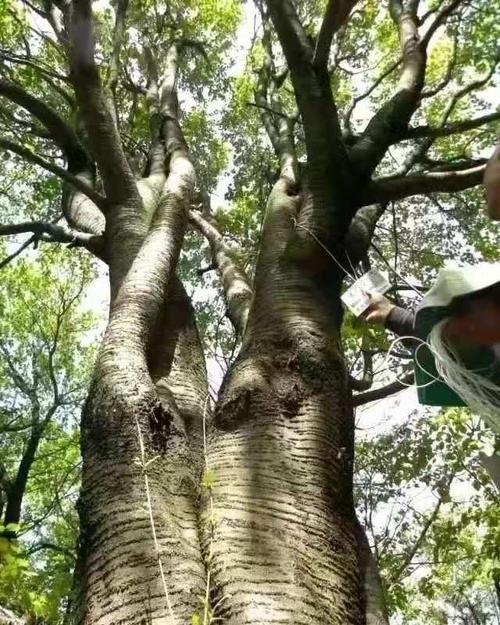 正宁防疫观察：子午岭林区屏障下的低感染样本
