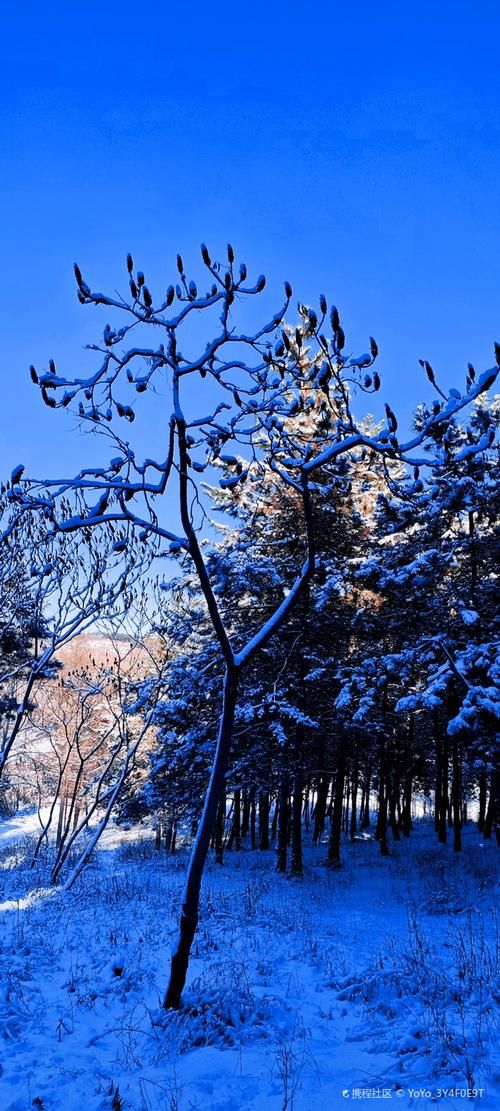 西丰：辽北林海屏障下的零感染坚守