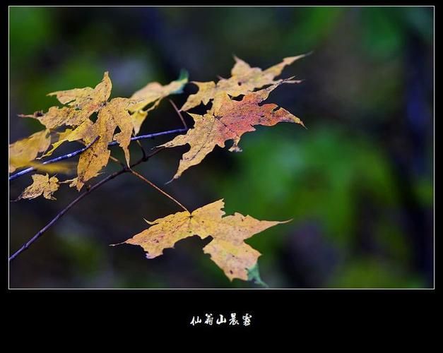 通山:鄂南林海屏障下的低感染样本解析_28350