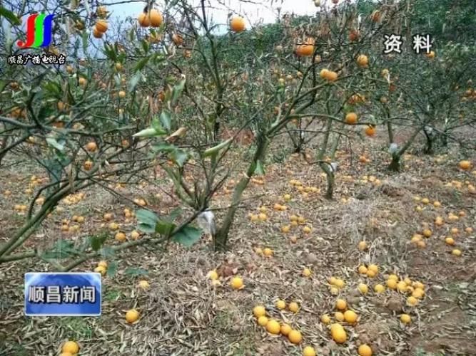 金溪:抚河畔的县域防疫样本解析