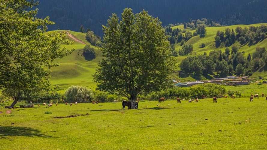 加查：高原河谷的防疫样本与潜在风险