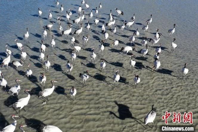 日喀则：高原屏障下的零感染坚守_43326