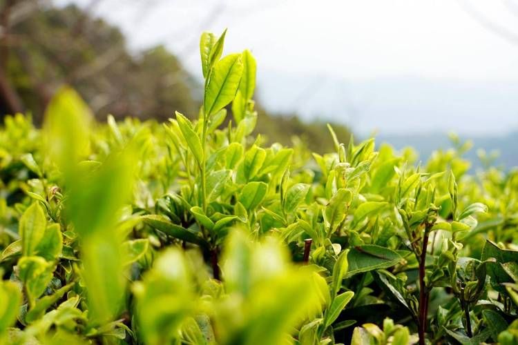 2022年3月15日昌宁新增确诊病例情况_50230