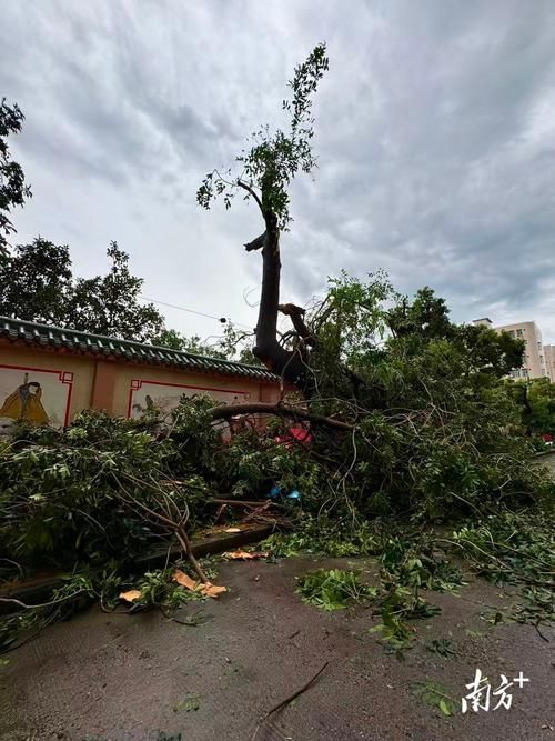 湛江雷州半岛：热带季风气候下的疫情防线与破口