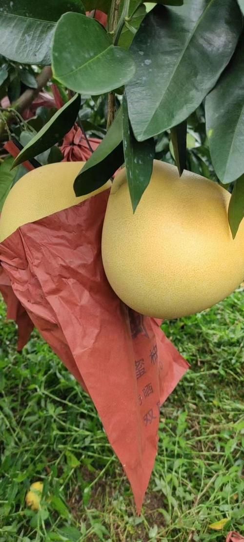 平和县：柚林屏障下的零感染坚守与破防时刻