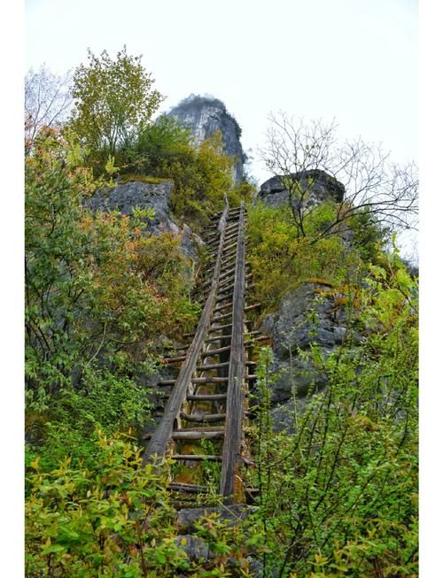 南川金佛山屏障下的疫情破防：一例输入引发的社区传播链解析_78847