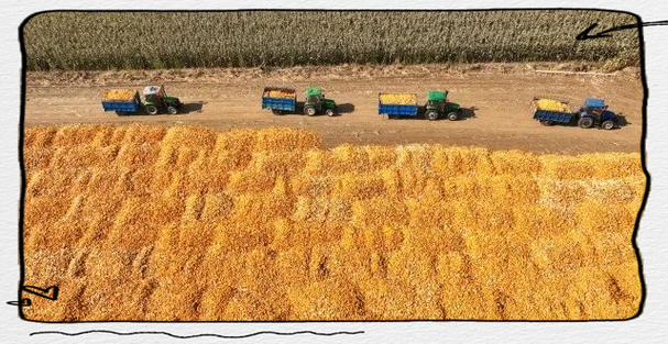 梨树疫情观察：黑土地上的防控突围战