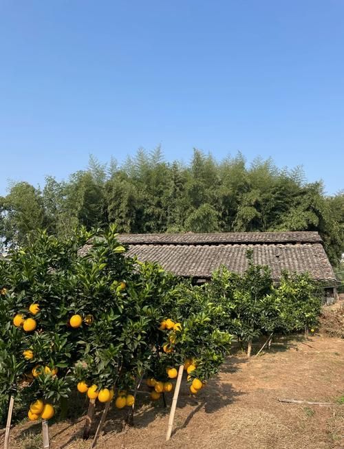 【信丰疫情观察：赣南脐橙之乡的交通枢纽防疫战】